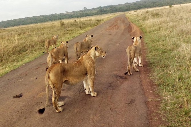 1Day Tour Nairobi Park ,Giraffe Center,Karen Blixxen Guided Tour - Inclusions and What to Expect