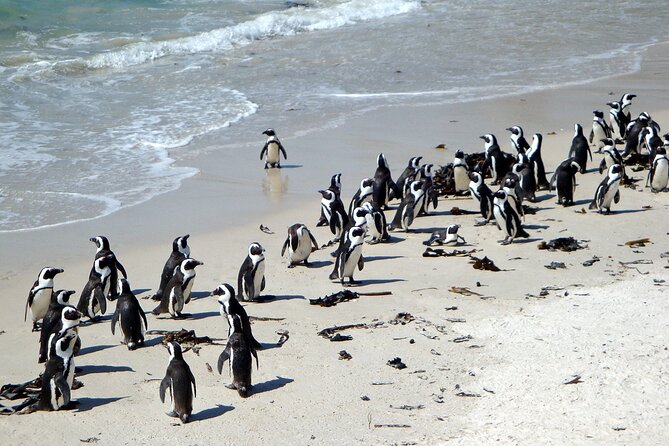 2-Day Best Private Tour Robben Island, Table Mountain, Cape Point - Price and Availability