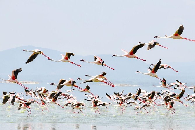 2-Day Flamingo & Rhino Safari at Lake Nakuru - Accommodation Details
