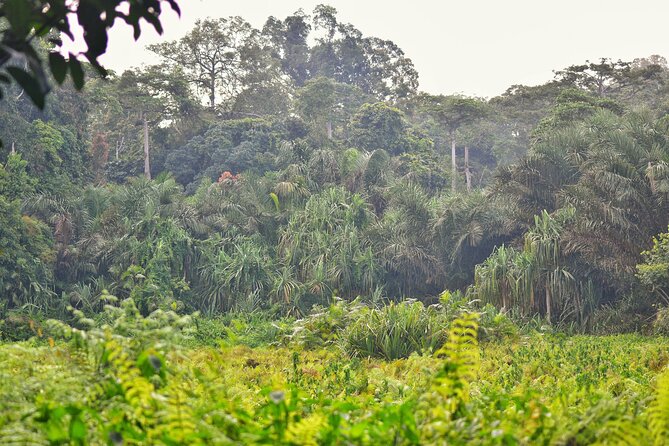2 Day Guided Wildlife Spotting in the Ngoyla Faunal Reserve - Good To Know