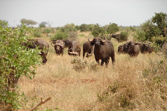 2-Day Mombasa to Tsavo East Safari