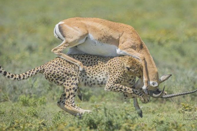 2 Day Private Safari in Tarangire and Maasai Village - The Sum Up