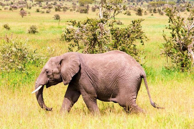 2-Day Safari to Tarangire National Park and Ngorongoro Crater - Tour Details