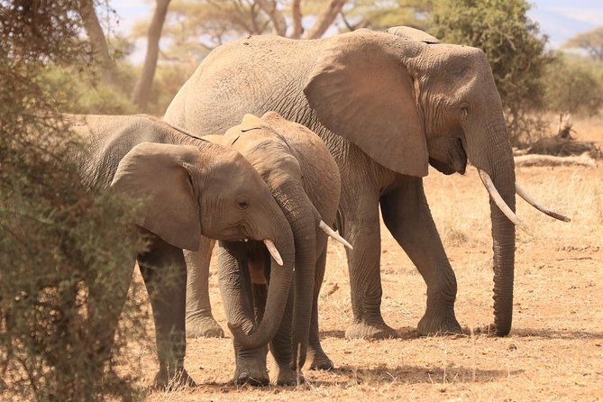 2-Day Safari Tour to Tarangire & Ngorongoro Crater (Mid-range) - Transportation Information