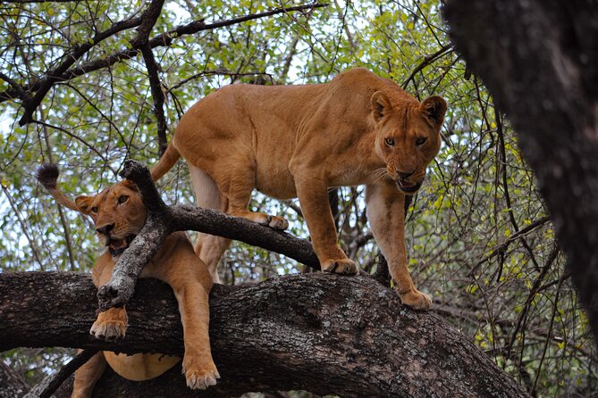 2-Day Sublime Safari to Tarangire and Ngorongoro Safari - Meeting and Pickup Details