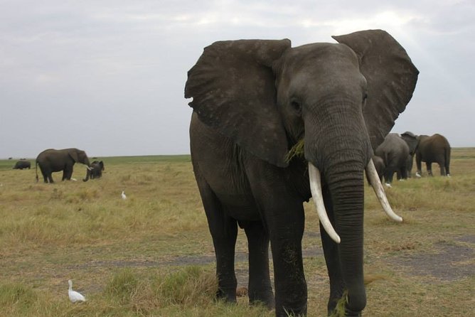 2 Day Wilderness Trail: Okavango Delta and Moremi - Camping Safari - Activity Highlights