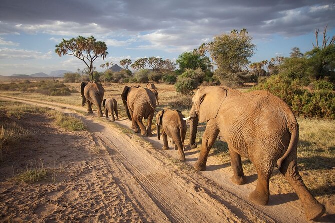 (2 Days, 1 Night) Day & Night Game Drive Tsavo East National Park - Afternoon Activities