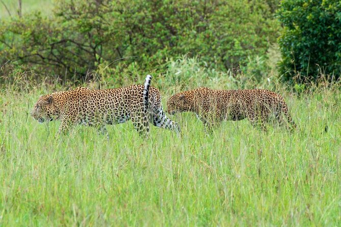 2 Days 1 Night Masai Mara Safari