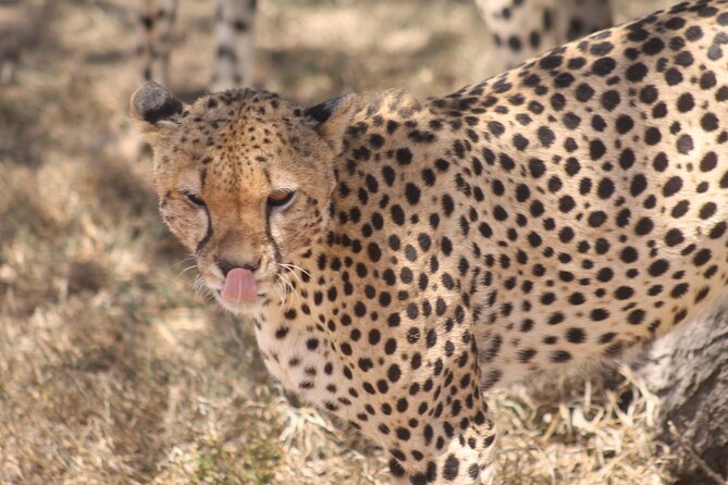 2 Days 1 Night Northern Joining Safari Private Tour - Cancellation Policy