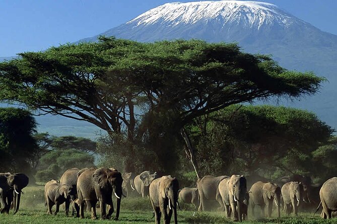 2 Days 1 Night Private Tour to Amboseli National Park With Pickup - Itinerary Details