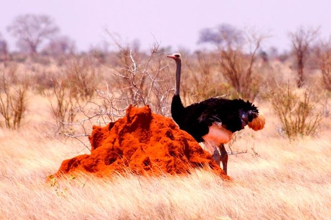 4 Best 2 Day Tours In Kenya