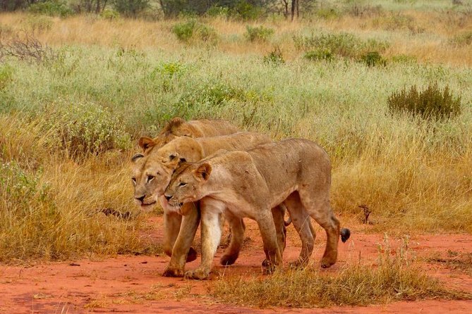 2 Days (1 Night); Tsavo East & Saltlick Safari: - Included Activities