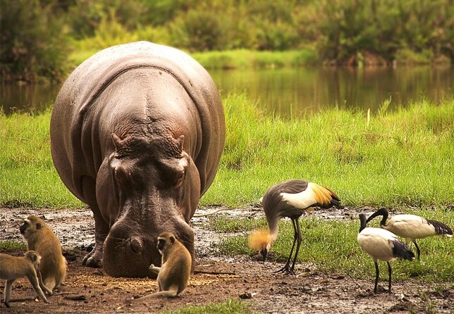 2 Days / 1 Night - Tsavo Explorer Safari