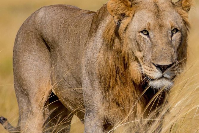 2 Days Akagera National Park Wildlife Safari - Tour Itinerary