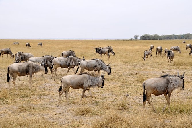 2 Days Amboseli Getaway Trip - Pricing and Inclusions