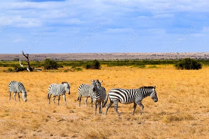 2 Days Amboseli National Park Safari Escape With Kentau