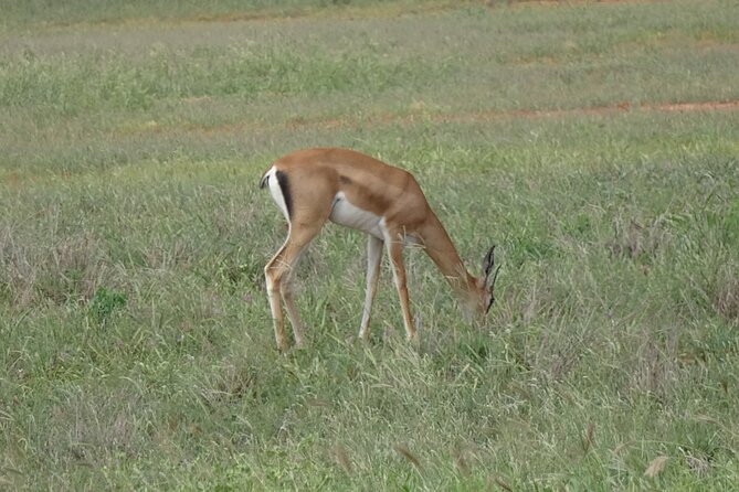 2 Days and 1 Night Private Tour in Tsavo East Safari