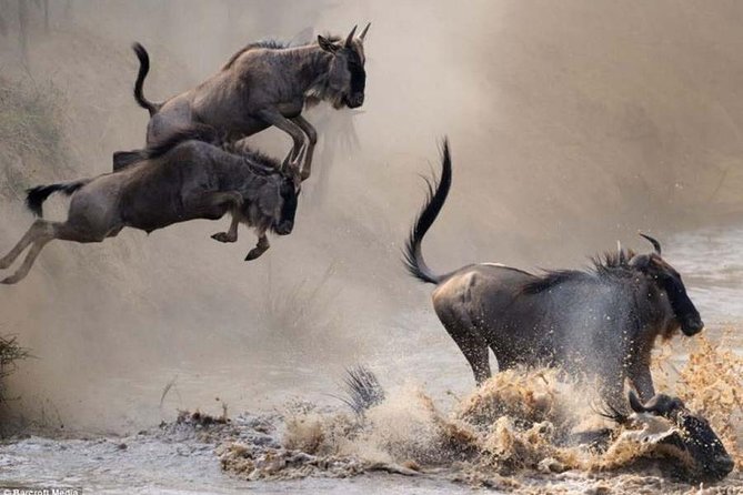 2 Days Awe-Inspiring Safari in Maasai Mara National Reserve, Kenya - Safari Highlights