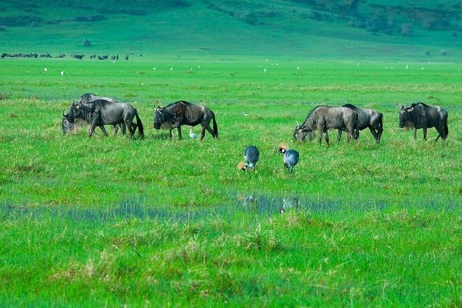 2 Days Budgeted Safari Tarangire , Lake Manyara & Ngorongoro Park