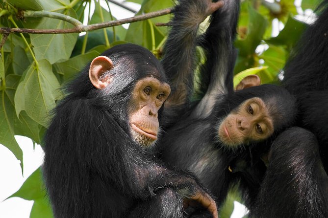 2 Days Chimpanzees Trekking Tour and Canopy Walk Adventure - Accommodation Information