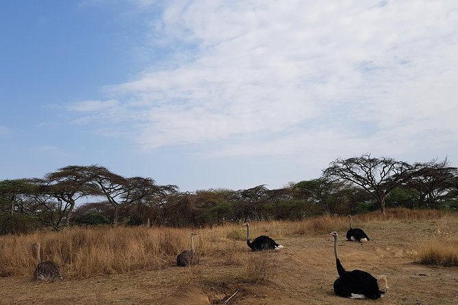 2 Days Ethiopian Rift Valley Lakes Tour From Addis Ababa - What to Expect