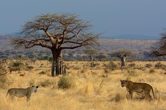 2 Days In Ruaha National Park.