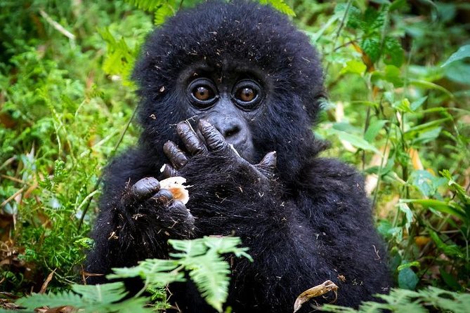 2 Days Mountain Gorilla Safari Rwanda - Inclusions and Exclusions