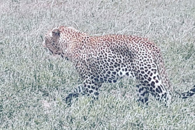 2 Days Ngorongoro & Tarangire From Zanzibar - Reviews