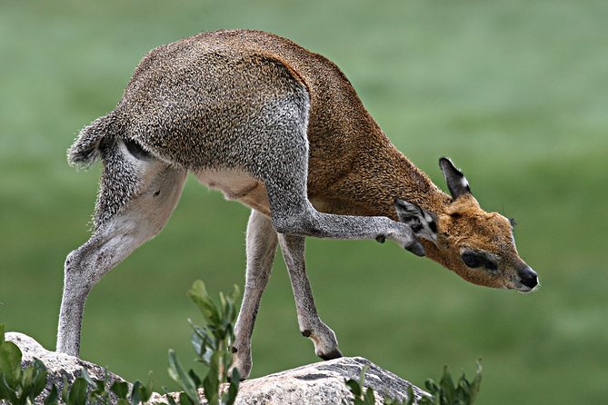 2 Days Private Tour to Ngorongoro and Tarangire National Park - Tour Highlights