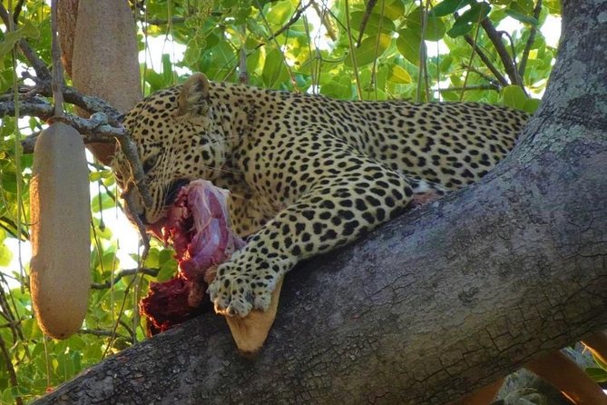 2 Days Ruaha National Park - Trip Overview