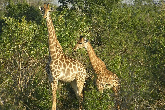 2 Days Safari in Maputo National Park - Pickup Information
