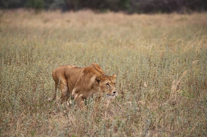 2 Days Safari in Tarangire and Ngorongoro Crater - Tarangire National Park