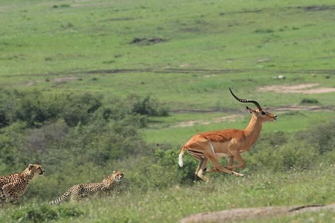 2 Days Safari of Masai Mara - Safari Itinerary