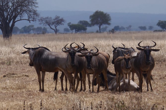 2 Days Safari to Mikumi National Park - Accommodations and Meals Included