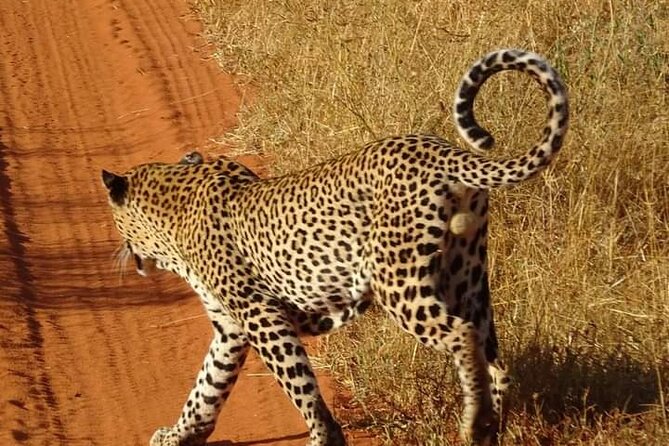 2 Days Safari Tsavo East - Safari Highlights