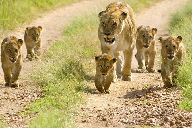 2 Days Short and Exciting Mikumi National Park Safari - Accommodation Details