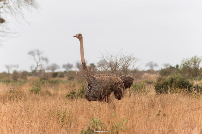 2 Days Taita Hills Game Sanctuary Saltlick Lodge