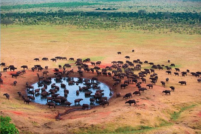 2 Days Tanzania Safari - Lake Manyara and Tarangire National Park - Wildlife Sightings