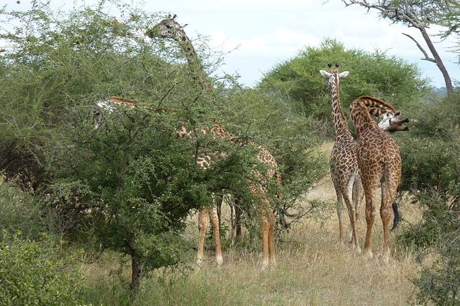 2 Days Tanzania Safari - Inclusions and Exclusions