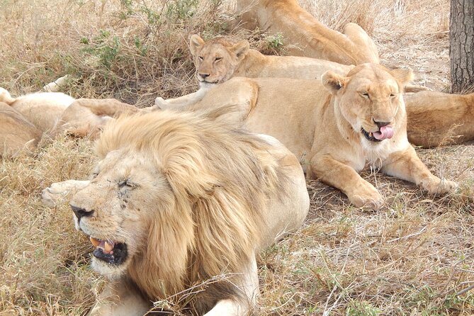 2 Days Tarangire and Ngorongoro Crater Tour - Inclusions and Exclusions