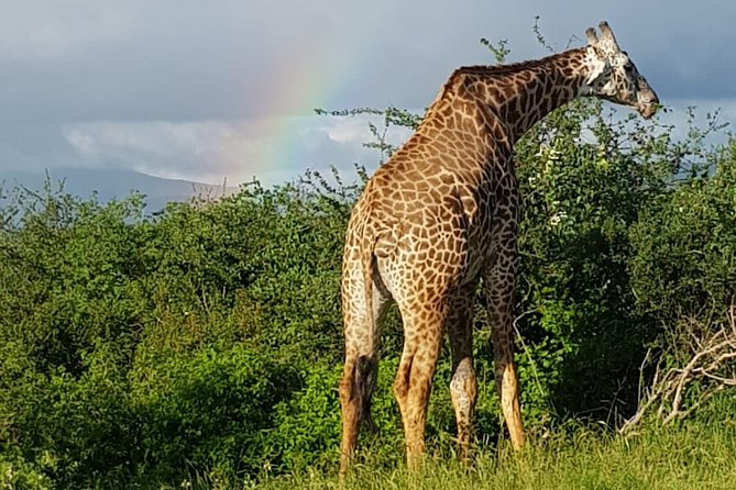 2 Days Tsavo East and Saltlick