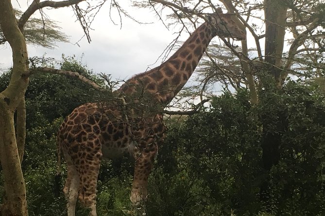 2 Days Tsavo East and West - Meals Included