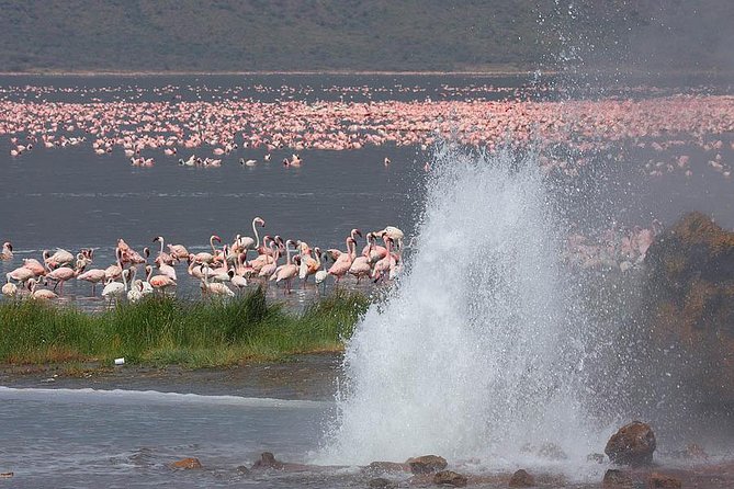 2 Days,1 Night Flamingo Watching at Lake Bogoria and Lake Nakuru National Park - Tour Details