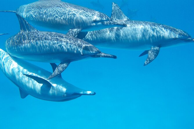 2-Hour Dolphin Sunset Tour From Giardini Naxos - Directions and Tips