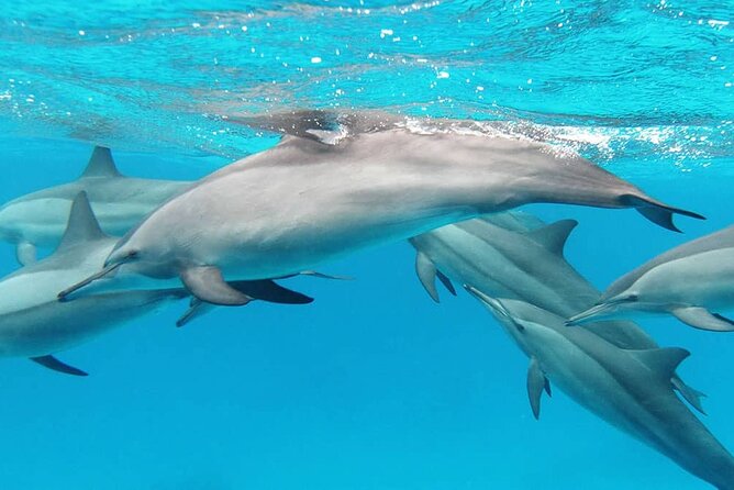 2 Hour Dolphin Watching Experience in Muscat - Booking and Cancellation Policy