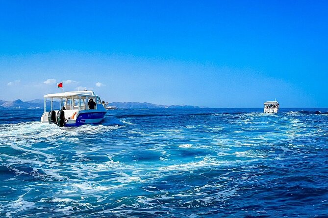 2 Hour Dolphin Watching Experience in Muscat - Experience Details