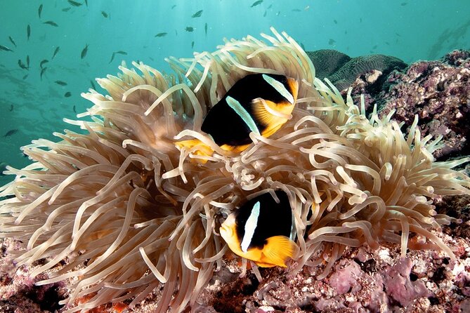 2 Hours Private Scuba Diving Activity in Qantab Beach - Activity Overview