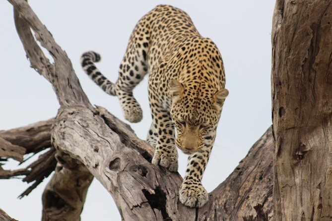 2 Nights 2days(Camping in Chobe National Park) - Itinerary Details