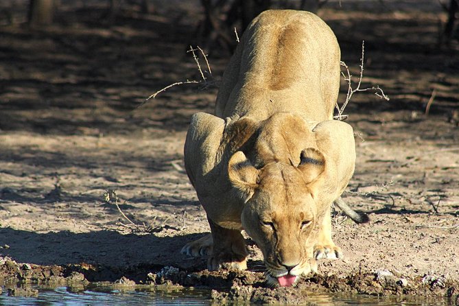 3 Day Central Kalahari Game Reserve Safari Tour - Itinerary Details