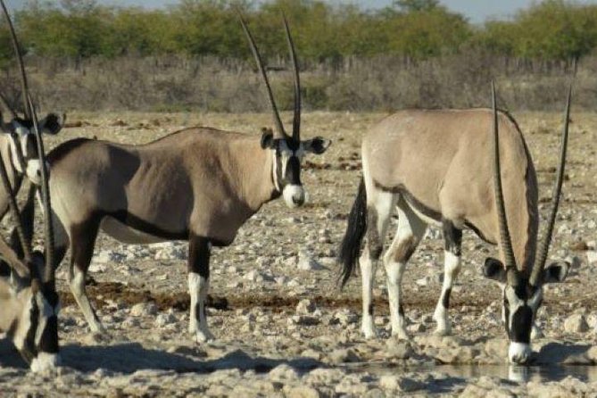 3 Day Etosha (Accommodated) Self Drive Tour - Directions for the Tour